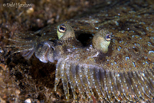 Come any closer and I'm off!   Peacock Flounder found in ... by Debi Henshaw 